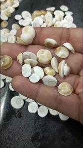 Fabricant et grossiste de cabochons en coquille d'œil de Shiva, pierres précieuses vendues au poids pour la fabrication de bijoux - Product Image 2