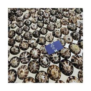 Conchas de Limpet Únicas de Alta Calidad 2026 para Kits Científicos y Educativos, Conchas Marinas Puras, Limpias, Seguras y Auténticas, Kit de Especímenes Marinos - Product Image 4