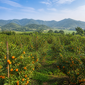 HUILE ESSENTIELLE DE MANDARINE DU VIETNAM – ARÔME CITRUS NATUREL & FOURNITURE EN GROS - Product Image 5
