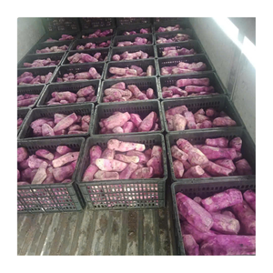 Yam IQF congelado en cubos, raíz blanca de Vietnam, tubérculo seleccionado de granja para hotpot, platos estofados, uso conveniente en el hogar o en restaurantes. - Product Image 2