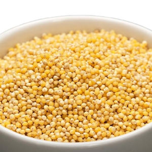 Millet jaune en gros directement de l'usine, nouvelle récolte de millet cultivé en ferme en vrac - Product Image 5