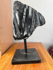 Vente en gros : Spécimen fossile d'Orthocéras naturel de haute qualité dans matrice, plaque d'ammonite, plaque de calmar fossile, pièce autoportante - Product Image 5