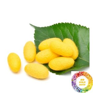 Capullos de Seda Natural al por Mayor de Vietnam para Fábricas Textiles, Fábricas de Hilado de Seda y Producción de Seda Cruda - Product Image 3