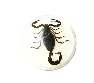 Cabujón de Plástico con Espécimen Real de Escorpión Negro, Redondo, 38.5x38.5 mm, Base Plana Brillante para Manualidades y Joyería - Product Image 2