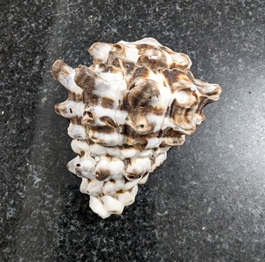 เปลือกหอยขัดเงาขายส่งสำหรับงานปาร์ตี้ธีมชายหาดและการตกแต่งภายใน - Product Image 6