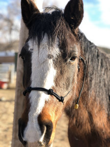 Cabestro de cuerda para caballo de gran venta con accesorios de ferretería, equipo de equitación australiano - Product Image 3