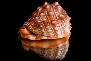Conchas de Caracol Marinas Naturales Premium Triton, Venta al por Mayor de Conchas Marinas para Decoración de Hoteles, Resorts y Fiestas de Lujo - Macy - Product Image 6