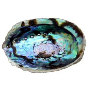 Abalone organic material in Shell Art Usage
