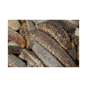 Nueva oferta de pepino de mar seco a granel/ pepino de mar EN VENTA - Product Image 5