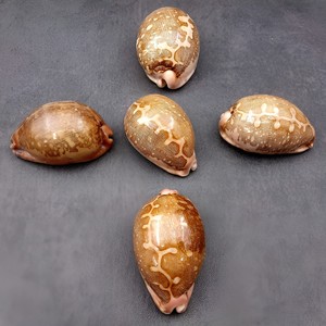 Coquillages best-sellers pour la décoration d'aquariums, accessoires en coquillages naturels, coquillages secs et propres. - Product Image 2