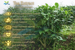 Suministro Directo de Fábrica HGO de Extracto de Té Puro y Natural (Camellia sinensis) de Grado Alimenticio, Extracto Estandarizado de Saponina de Té al 80% - Product Image 5