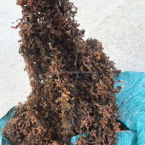 Algues sargasses – Ingrédient alimentaire pour l'alimentation du bétail, de la volaille et de l'aquaculture - Product Image 2