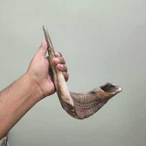 Shofar authentique en corne de bélier, instrument religieux juif naturel fait à la main pour la cérémonie de Rosh Hashanah, Yom Kippur, la prière et le culte - Product Image 2