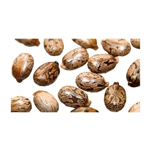 Graines de ricin de qualité supérieure, naturelles et matures, pour l'exportation en vrac, emballées en sacs tissés pour l'extraction d'huile industrielle - Product Image 5