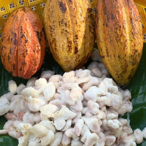 Granos de cacao a granel de Vietnam, polvo de cacao natural de alta calidad para la producción de chocolate y bebidas - Product Image 3