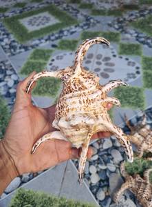 เปลือกหอยแมงมุมเวียดนามคุณภาพพรีเมียมสำหรับตกแต่งงานแต่งงานริมชายหาด ของประดับตกแต่งตู้ปลา งานฝีมือริมชายฝั่ง - Product Image 1