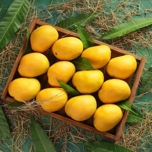 Mangues Alphonso Premium, fruits frais, sélection d'exportation, peau jaune, variété tropicale, récolte fraîche de la ferme, saveur naturelle riche - Product Image 2