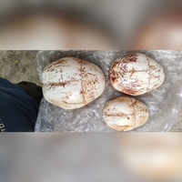 Коллекция ритуальных чаш Капала ручной работы из Непала: Декоративные чаши для хранения амриты с мантрами, тибетские буддийские ритуальные предметы