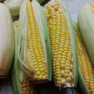 Grains de maïs jaune adaptés à l'alimentation animale, à la production alimentaire et aux besoins agricoles, disponibles en version OGM et non-OGM - Product Image 1