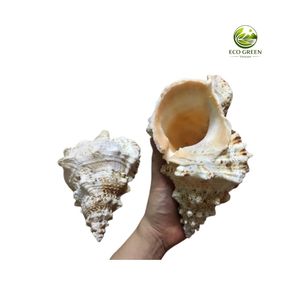 เปลือกหอยตูตูฟาบูโบธรรมชาติขายส่ง สำหรับตกแต่งบ้าน งานฝีมือชายหาด และร้านขายของที่ระลึก - Product Image 6