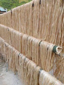 Fibre de banane de qualité export en gros pour l'industrie du textile, des cordes et des artisanats - Product Image 5