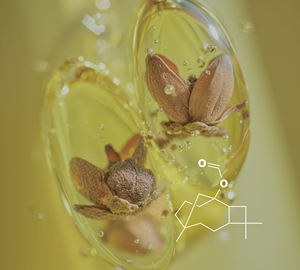 Formate de Caryophylène, Parfum Boisé Naturel (CL-606) Van Aroma - Product Image 1
