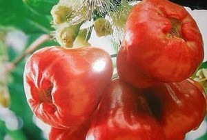 Fruta Fresca de Primera Calidad – Proveedor de Vietnam, Dulce y Jugosa, Fruta Tropical Natural // Sr. Tom - Product Image 5