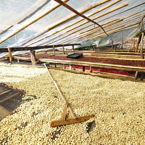 Vietnam Origin Natural Dry Arabica Green <b>Coffee</b> <b>Beans</b> S18 for Vietnam <b>Coffee</b> Direct From Vietnam Farm Bulk Supply - Product Image 4