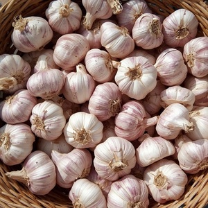 Ajo Blanco Puro Fresco al por Mayor - Nueva Cosecha, Bulbos de Ajo Blanco Normal Grado A, Ajo (Allium Sativum) de Calidad de Exportación para Especias y Alimentos - Product Image 5