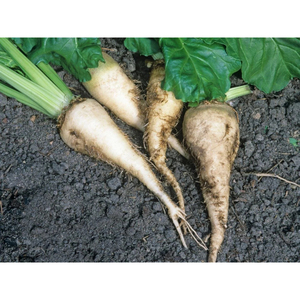 Remolachas Azucareras de Cosecha Natural, Productos Agrícolas de Primera Calidad con Excelente Frescura y Estándares de Calidad Profesionales - Product Image 2