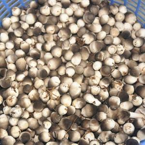 Les meilleurs champignons à paille séchée du Vietnam, exportateur en vrac naturel et nutritif - Product Image 6