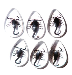 Cabochon Black Scorpion Real Specimen Pear Shape cut <b>top</b> 33x22 mm Clear Flat Bottom for Crafts and Jewelry Making - Product Image 5