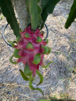 Hoogwaardig vers tropisch fruit, 100% vers, felrood, OEM ODM Rode Drakenvrucht, premium landbouwproducten uit Vietnam