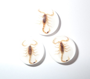 Escorpión Dorado, Espécimen Real, Cabujón de Plástico Redondo de 19x19 mm con Base Plana Blanca para Manualidades y Joyería - Product Image 1