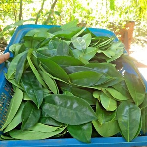 Dried Soursop Leaves Fermented Broken Black <b>Tea</b> Brew Hot Water Organic Health Non-Sugar 50gr 25 <b>Tea</b> Bags/<b>Box</b> EXPAD CO Grade a - Product Image 2