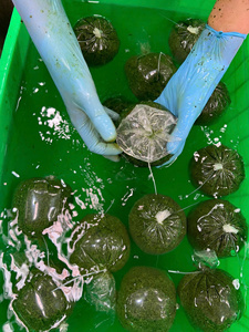 ใบมันสำปะหลังแช่แข็งจากธรรมชาติแท้ คุณภาพสดใหม่จากฟาร์ม พร้อมการถนอมรักษาอย่างเป็นธรรมชาติ - Product Image 5