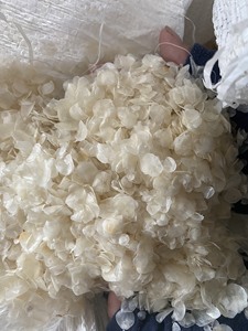 Proveedor de escamas de pescado de tilapia seca: escamas de pescado seco para la producción de colágeno de Vietnam/Sra. Lima - Product Image 2