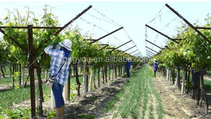 Vigneto zincato agricolo a forma di V & Y per la piantatura della vite - Product Image 2