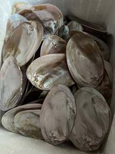 Handcrafted Mother of Pearl Shell <b>Tray</b> for <b>Jewelry</b> & Cosmetics Luxury Sea Shell Decor for Home Handmade Boho Style Decor - Product Image 4