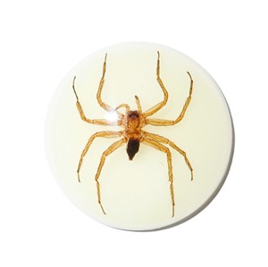 Ghost <b>Spider</b> Real Specimen <b>Plastic</b> Cabochon Round 38x38 mm Glow Flat Bottom for Crafts and Jewelry Making - Product Image 4
