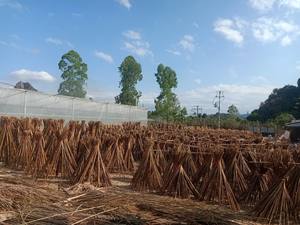 Pôles en bambou brut de haute qualité et résistants pour manches de balais, diamètre 20-50 mm, piquets naturels droits, exportation du Vietnam en vrac - Product Image 3