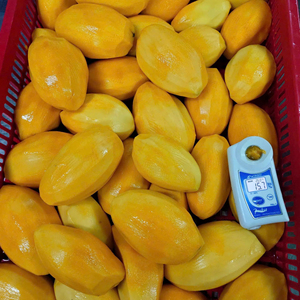 มะม่วงแช่แข็ง IQF คุณภาพสูง บรรจุภัณฑ์แบบขายส่ง ราคาประหยัด พร้อมกระบวนการรักษาความชุ่มชื้น ผลไม้แช่แข็งคุณภาพสูง - Product Image 1