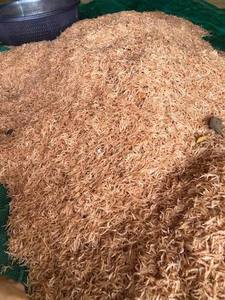 Premium Grade Natural Dried Baby <b>Shrimp</b> Seafood Ingredient for Cooking Soup Export Wholesale Supply Chain Global Market Use - Product Image 2