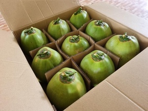 Noix de coco vertes jeunes de qualité supérieure, biologiques, fraîches, de qualité export, origine Ben Tre Vietnam, goût sucré, eau de coco en coque, vente en gros - Product Image 6