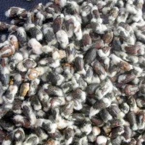 Graines de coton de qualité supérieure en gros - Product Image 1