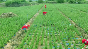 Vietnam 10kg Bolsa Aloe Vera Cubo 100% Tamaño Natural (4x4mm) Proveedores y Fabricantes - Product Image 4