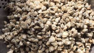 เนื้อหอยเชลล์ต้มสุกคุณภาพสูงพร้อมรับประทานสำหรับผัด ซุป ข้าวต้ม ข้าวสวย บรรจุถาดสุญญากาศ 1 กก. แช่แข็ง - Product Image 4