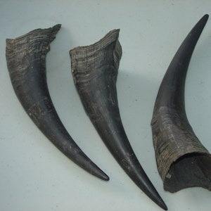 Corne entière brute de buffle d'eau indien naturel 10 cm – Matière première biologique européenne - Product Image 3