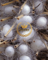 100% cocons de vers à soie de qualité supérieure pour la fabrication de fils de soie en vrac qualité d'exportation organique non toxique au Vietnam