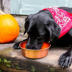 copper pet <b>bowl</b> dog food <b>bowl</b> water dish pet feeder metal feeding <b>bowl</b> <b>puppy</b> <b>bowl</b> traditional copperware durable pet healthy pet - Product Image 5